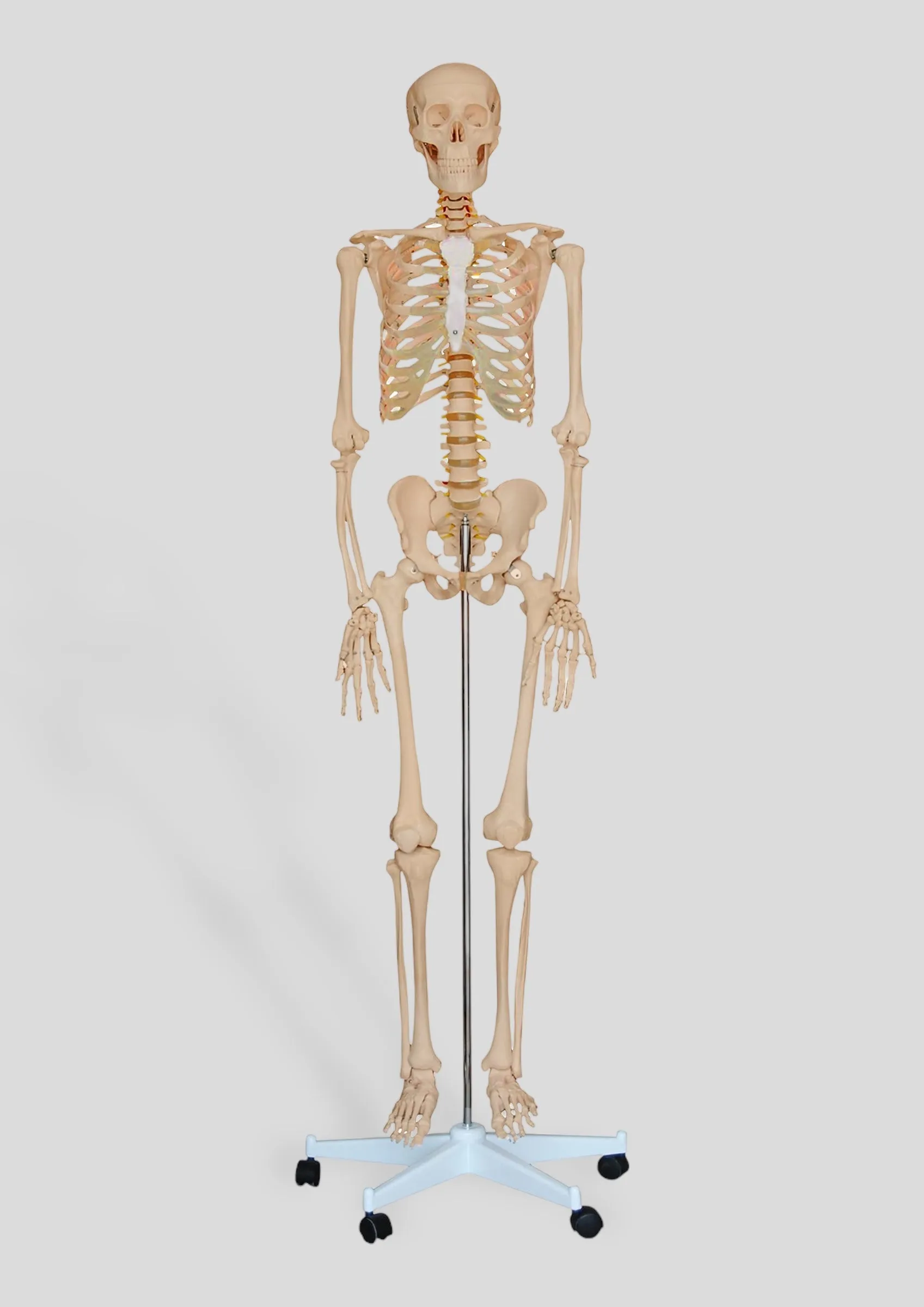 180cm Tall Plastic Skeleton