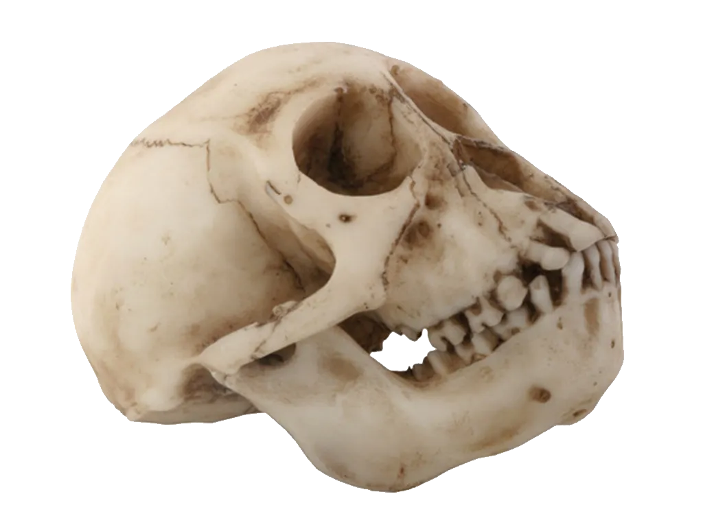 Budget Monkey Skull