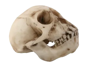 Budget Monkey Skull