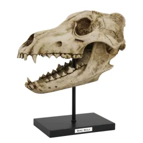 Dire Wolf Skull Replica