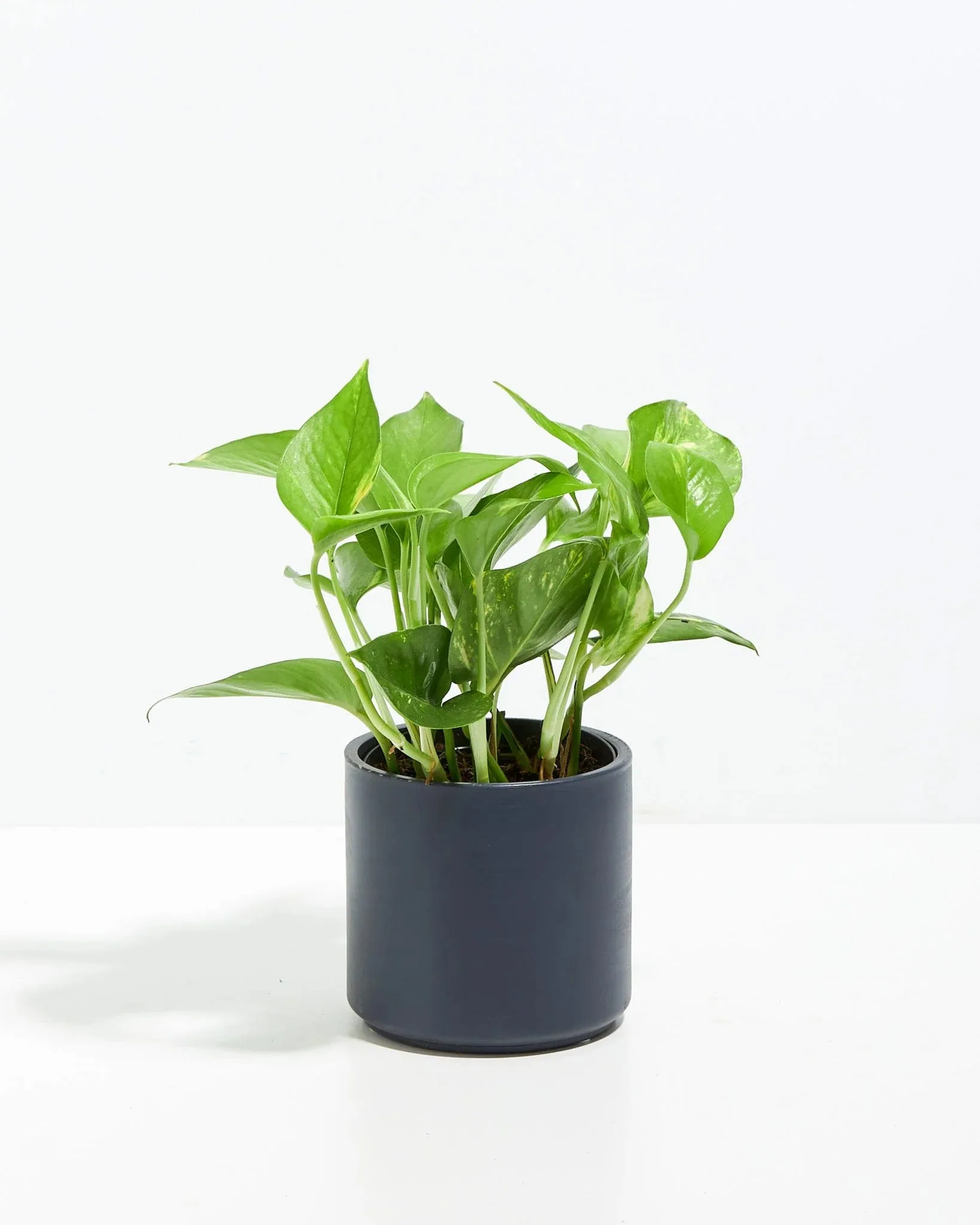 Lively Root Golden Pothos Kit