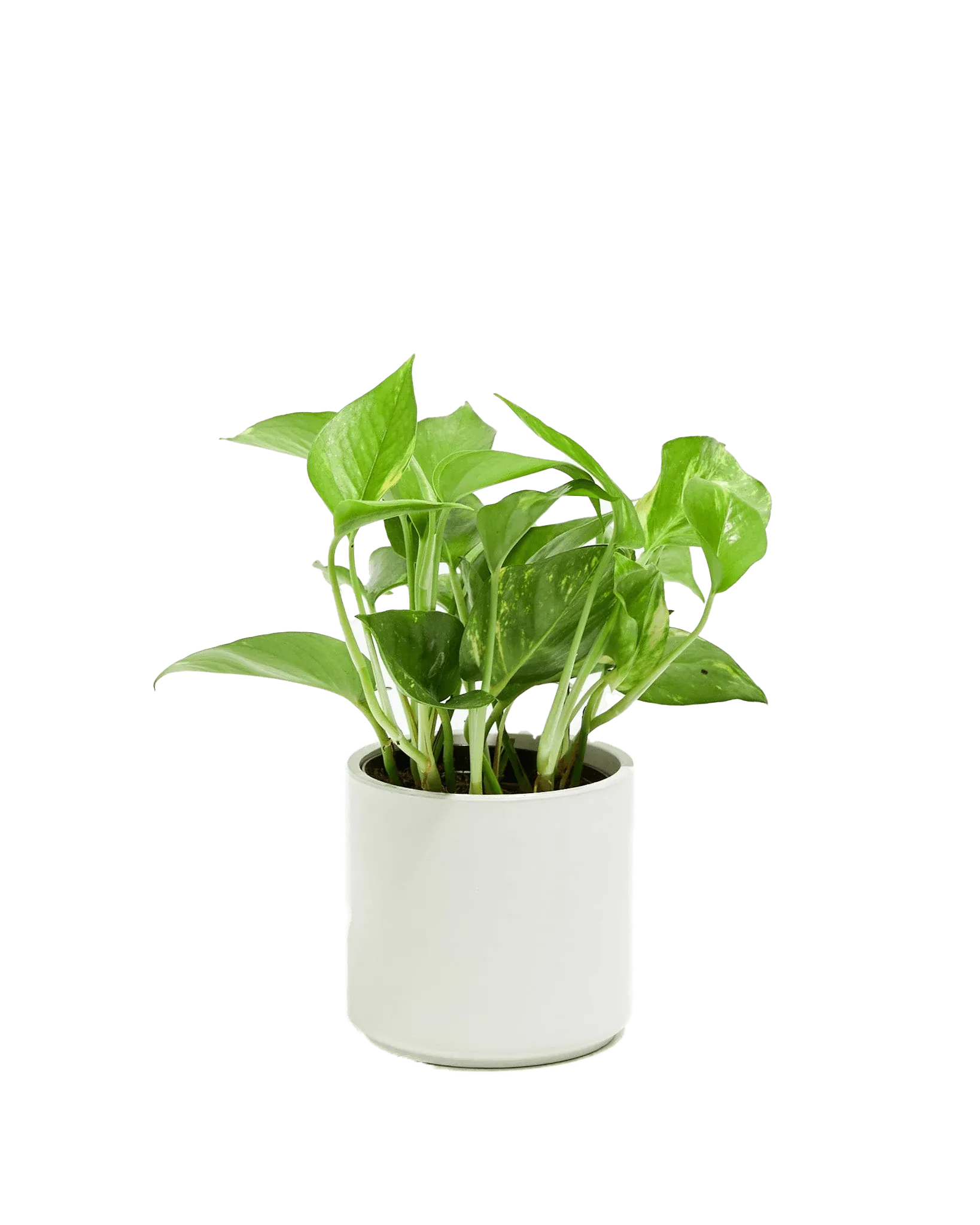 Lively Root Golden Pothos Kit