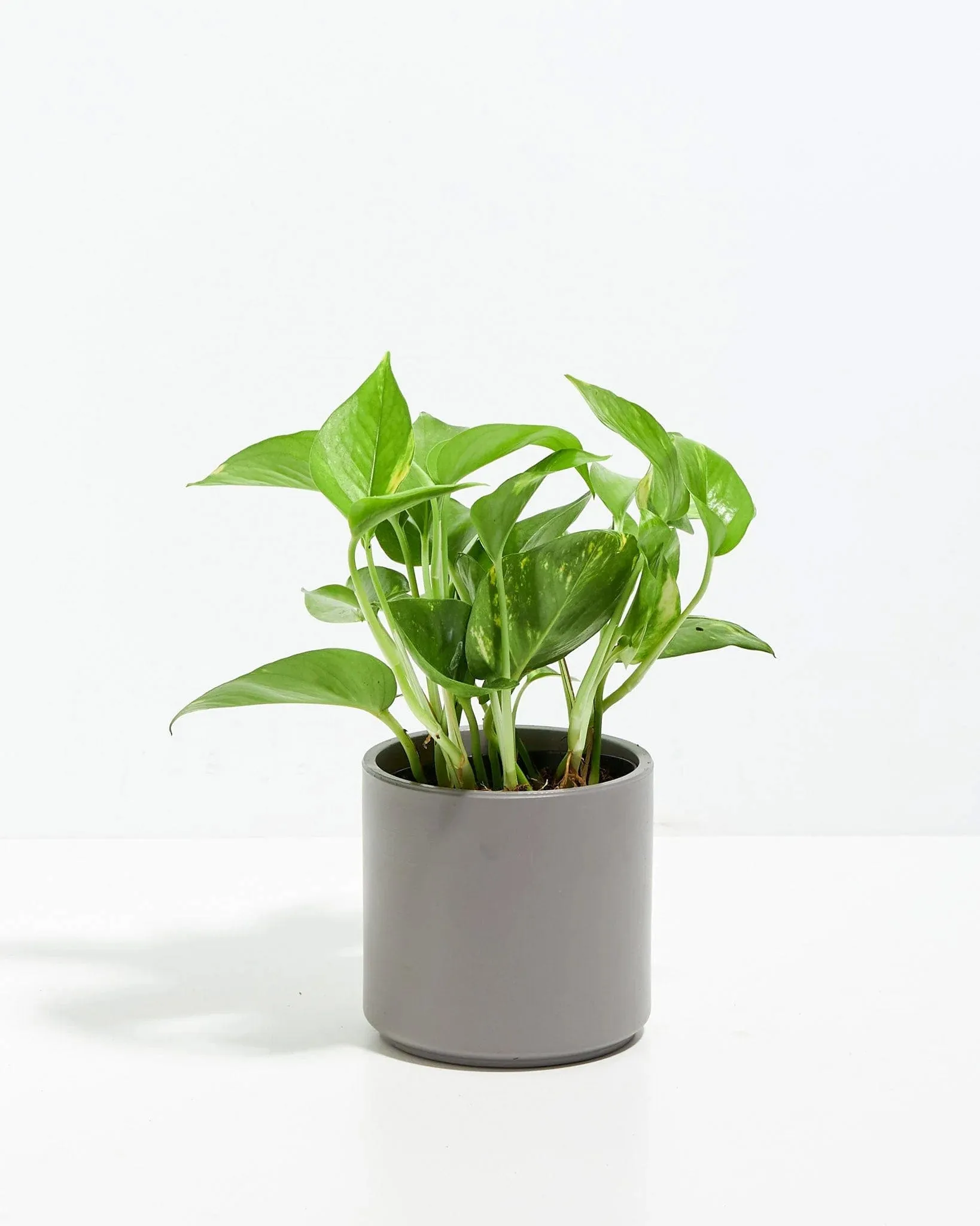 Lively Root Golden Pothos Kit