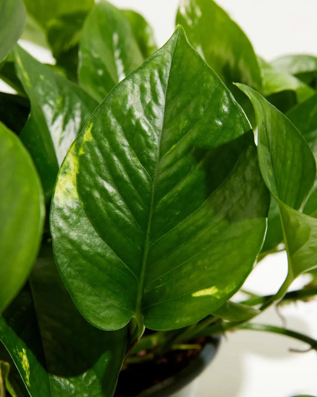 Lively Root Golden Pothos Kit