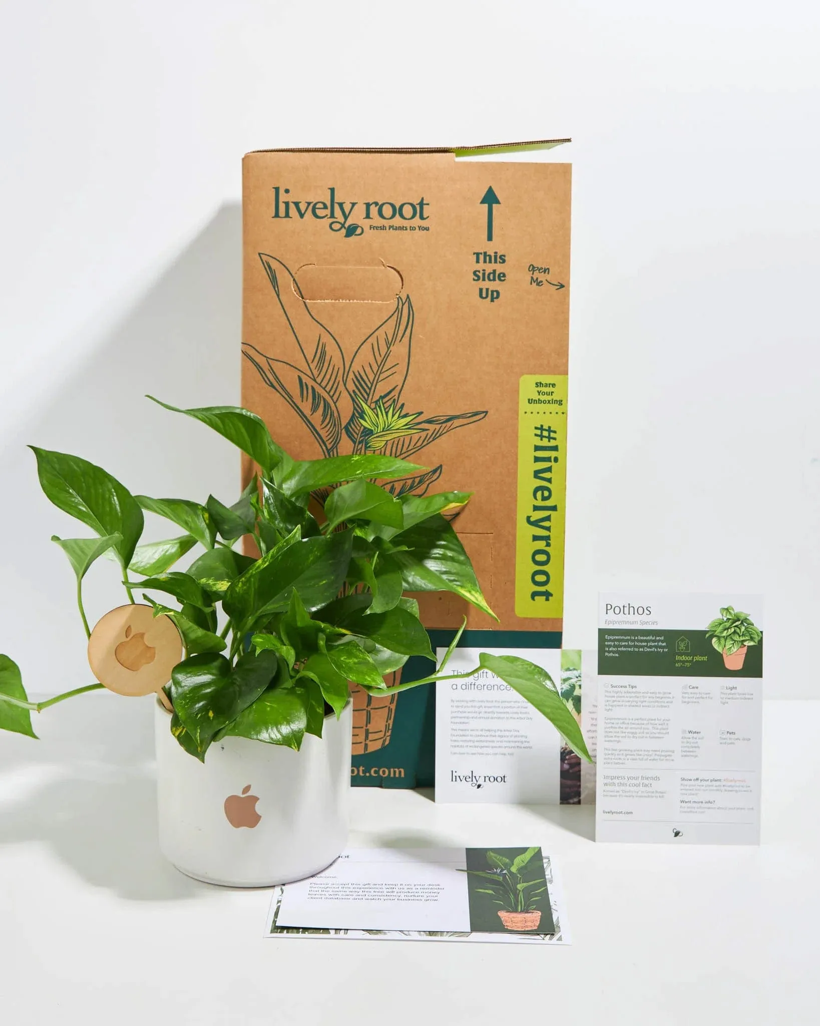 Lively Root Golden Pothos Kit