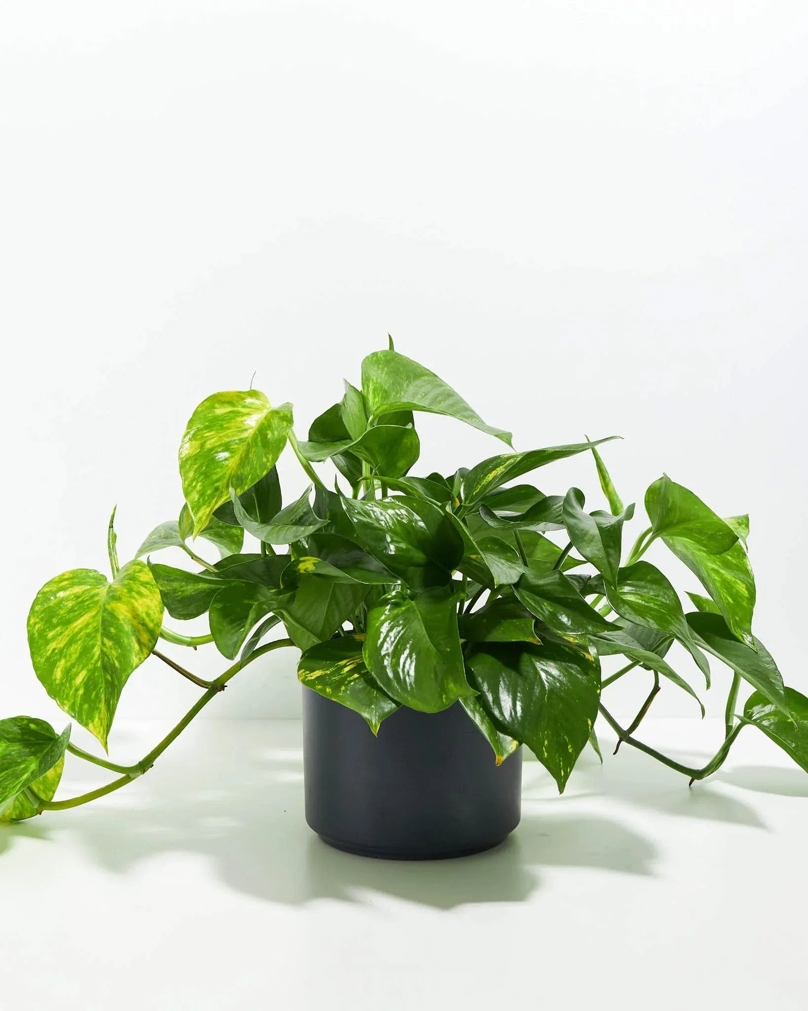 Lively Root Golden Pothos Kit